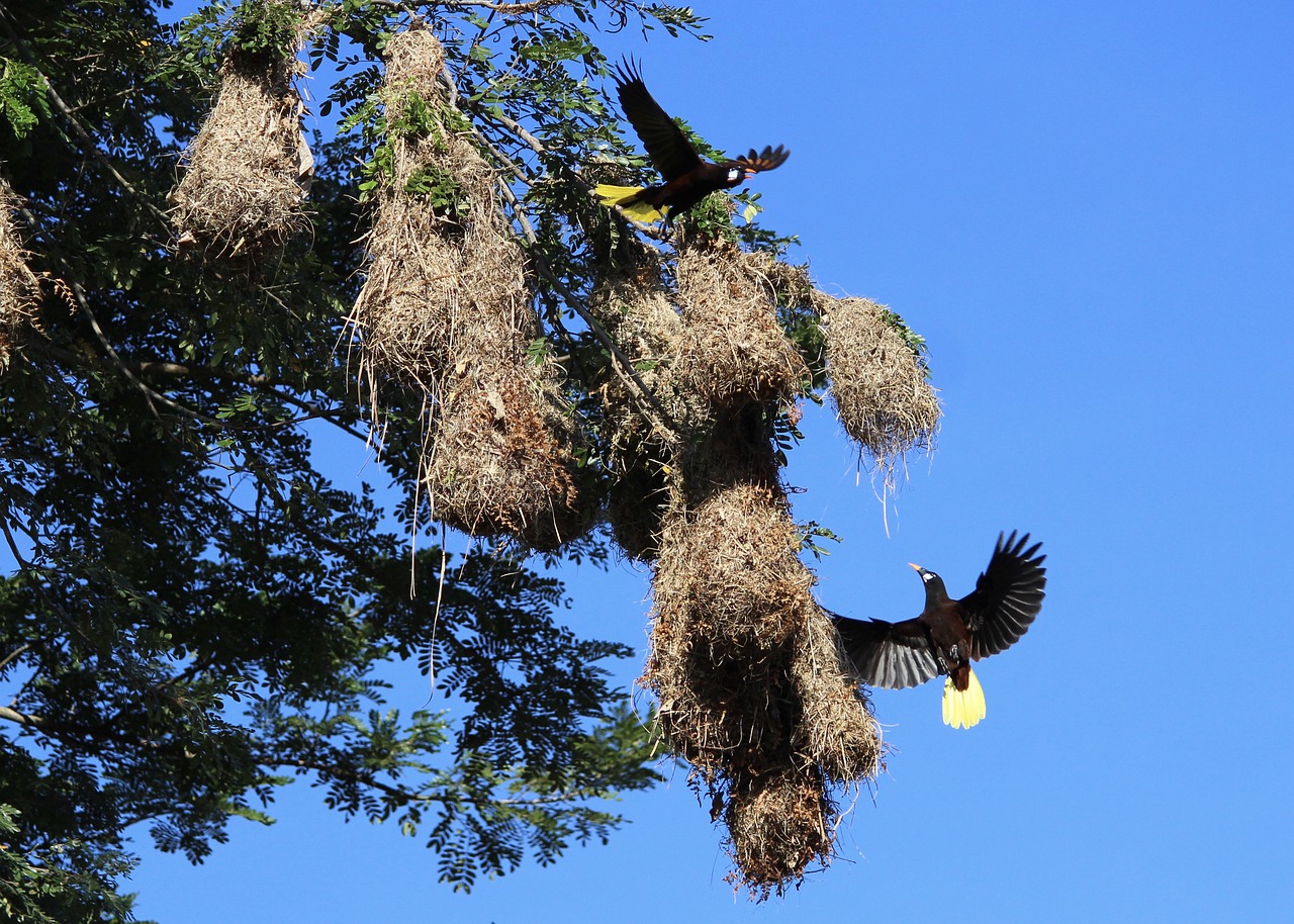 Птичьи гнезда на деревьях. Оропендола-Монтецума. Хохлатая оропендола. Оропендола гнезда. Висячие гнезда птиц.