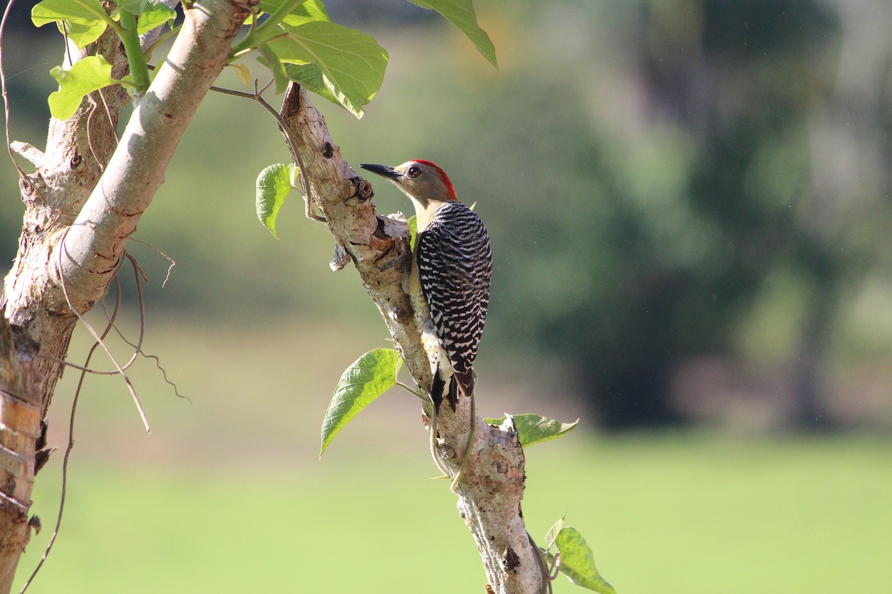 nature  bird  wildlife free photo