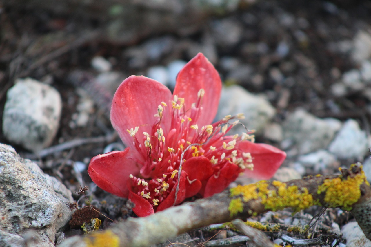 nature  flora  flower free photo