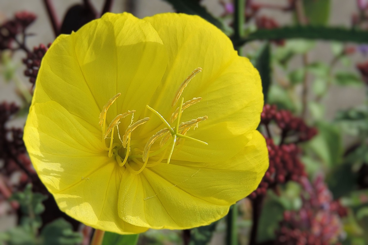 nature  flower  plant free photo