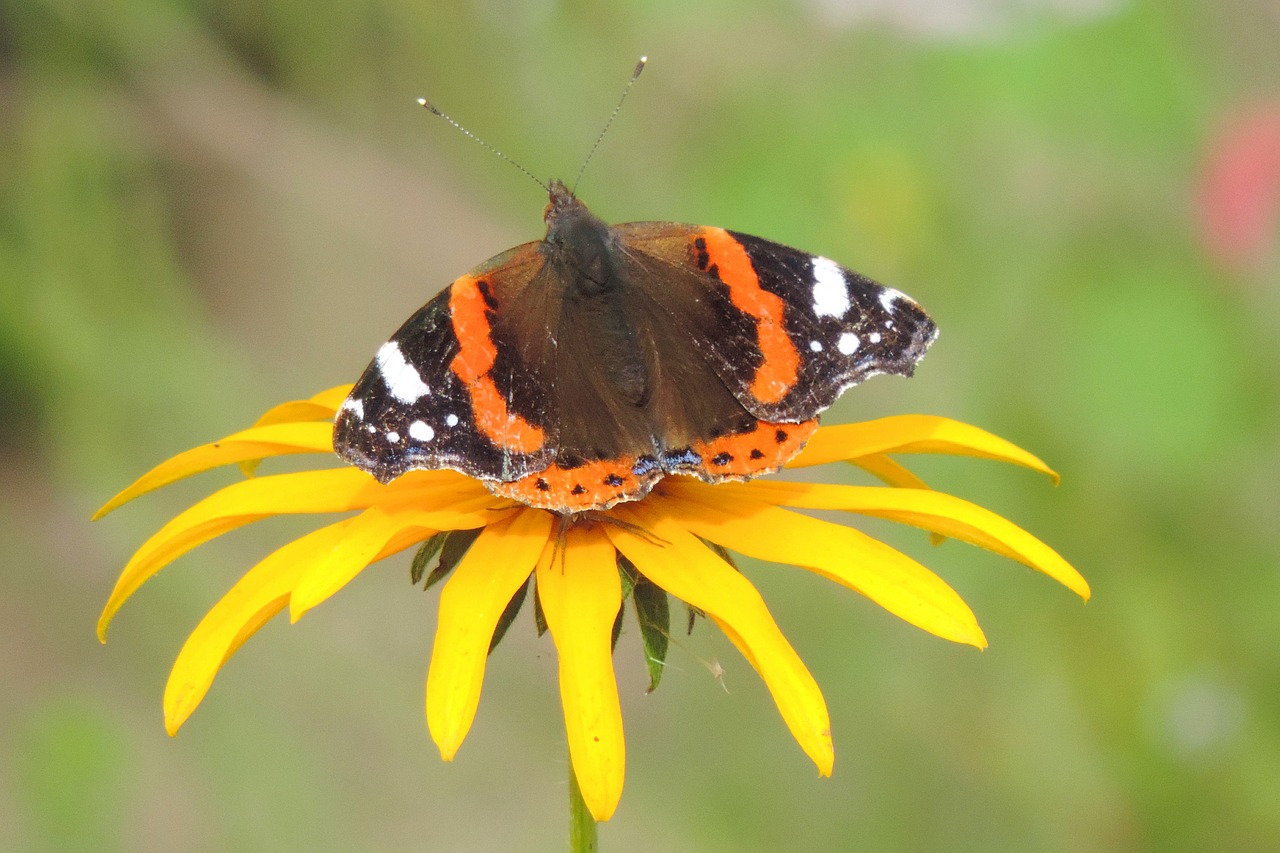 nature  insect  butterfly free photo