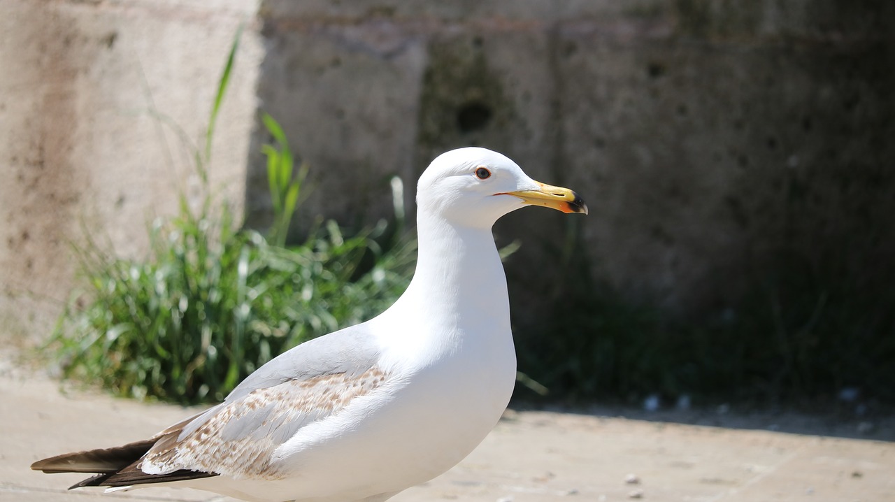 nature  birds  body of water free photo