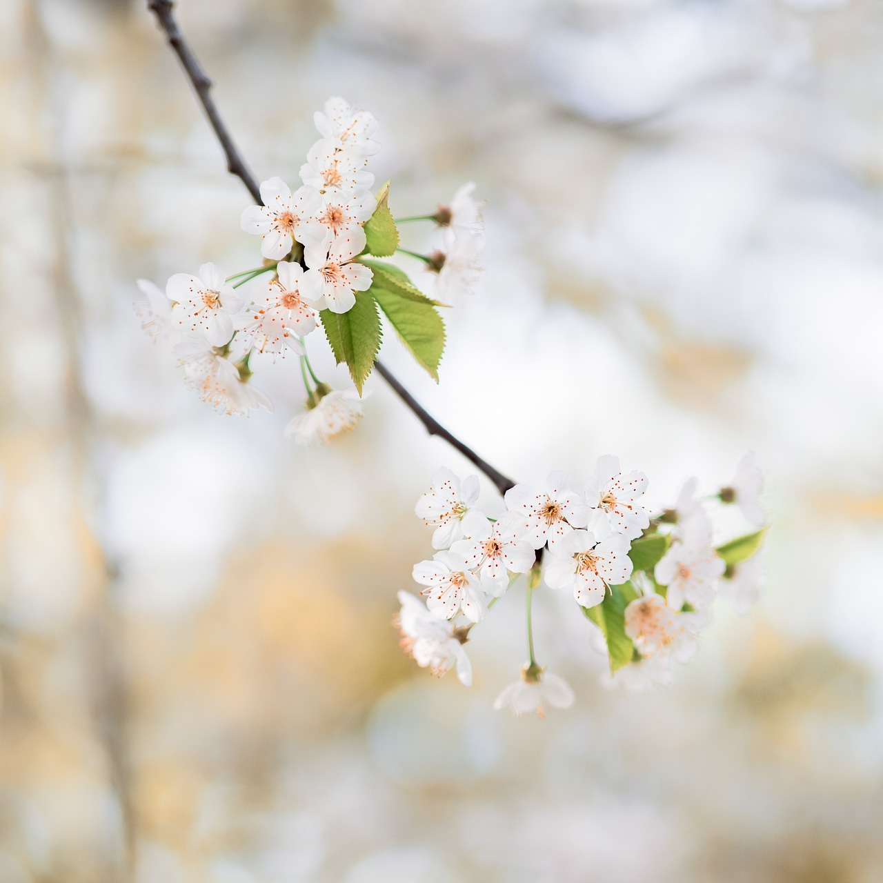 nature  cherry wood  flower free photo