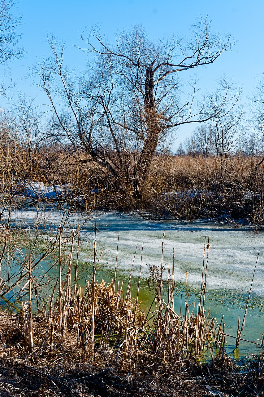 nature  swamp  siberia free photo