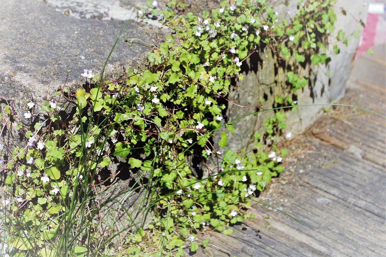 nature  plant  leaf free photo