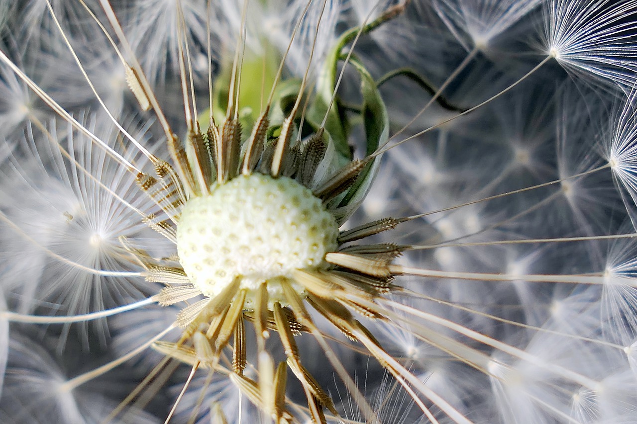 nature  dandelion  flower free photo