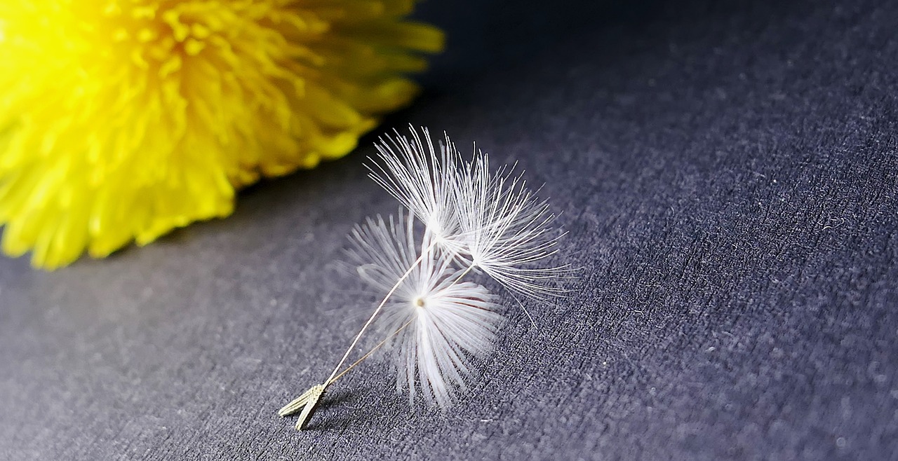 nature  dandelion  flower free photo