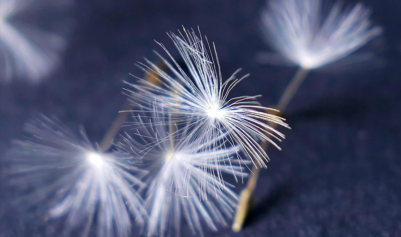 nature  dandelion  flower free photo