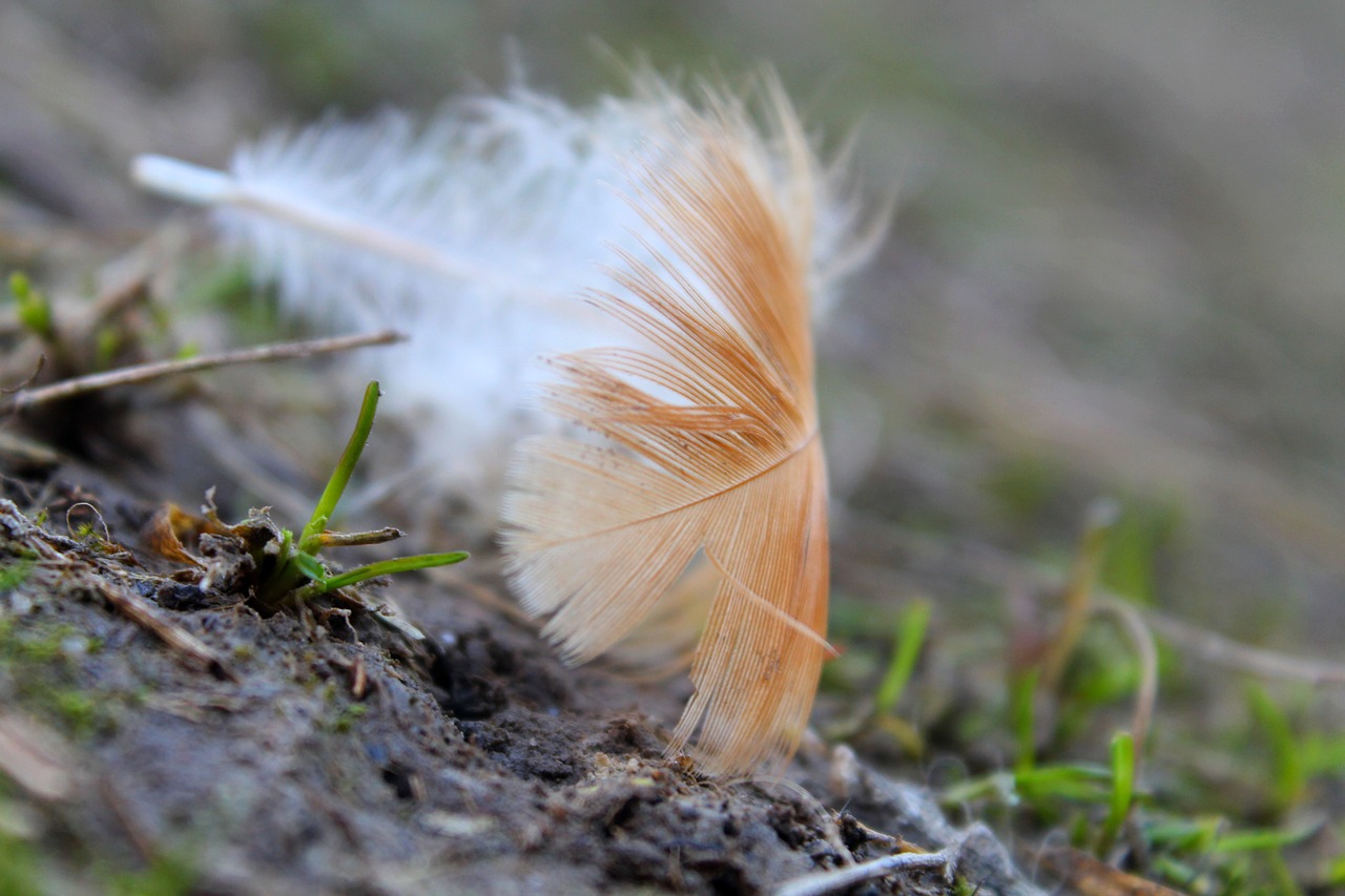 nature  pen  outdoors free photo