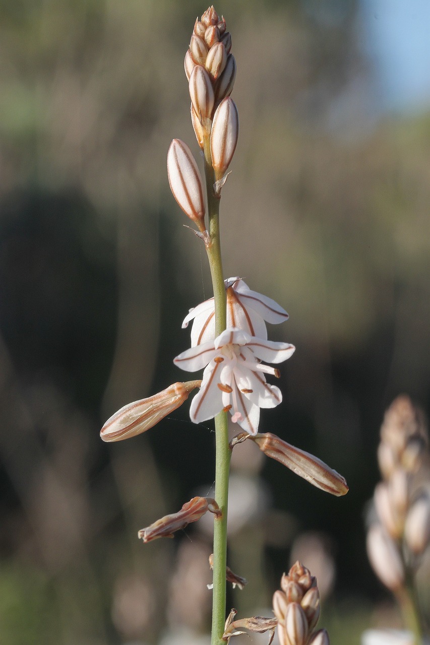 nature  plant  outdoors free photo