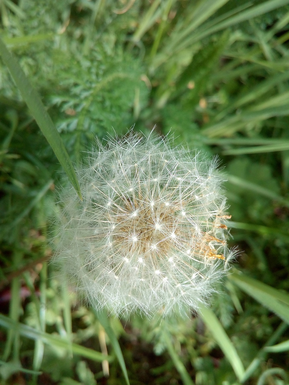 nature  grass  plant free photo