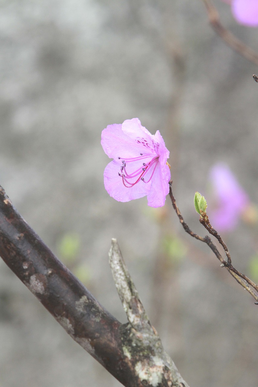 nature  outdoors  flowers free photo