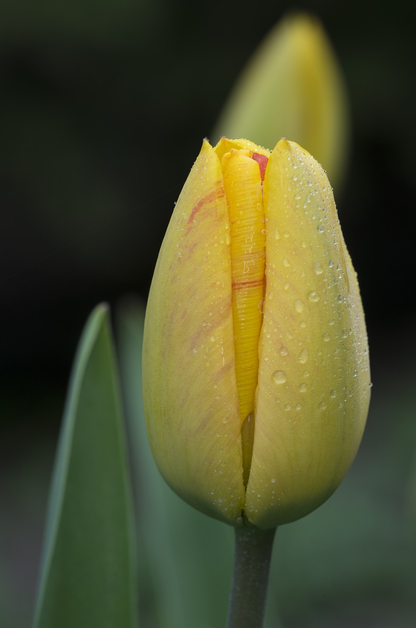 nature  flower  plant free photo