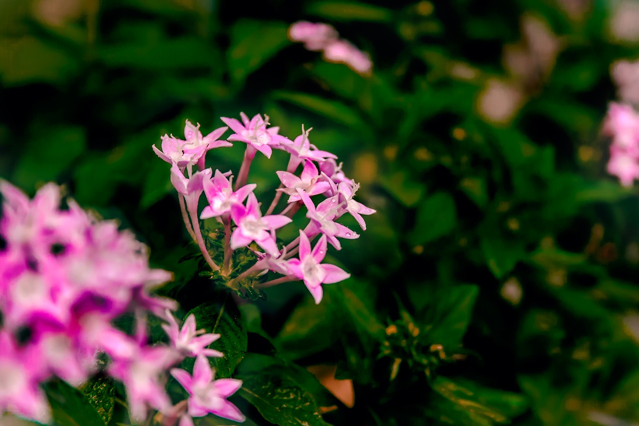 nature  flower  plant free photo