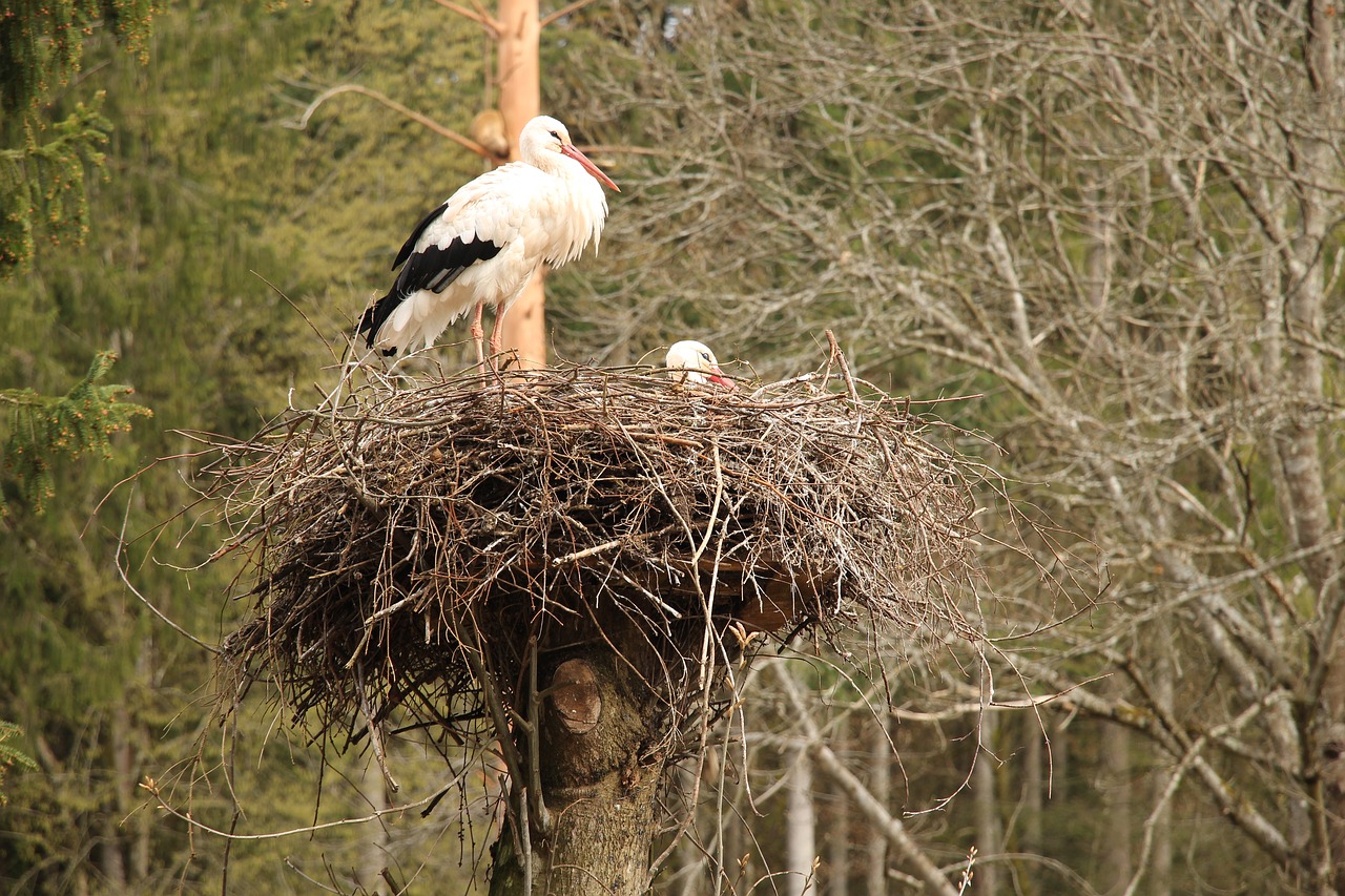 nature  bird  animal world free photo