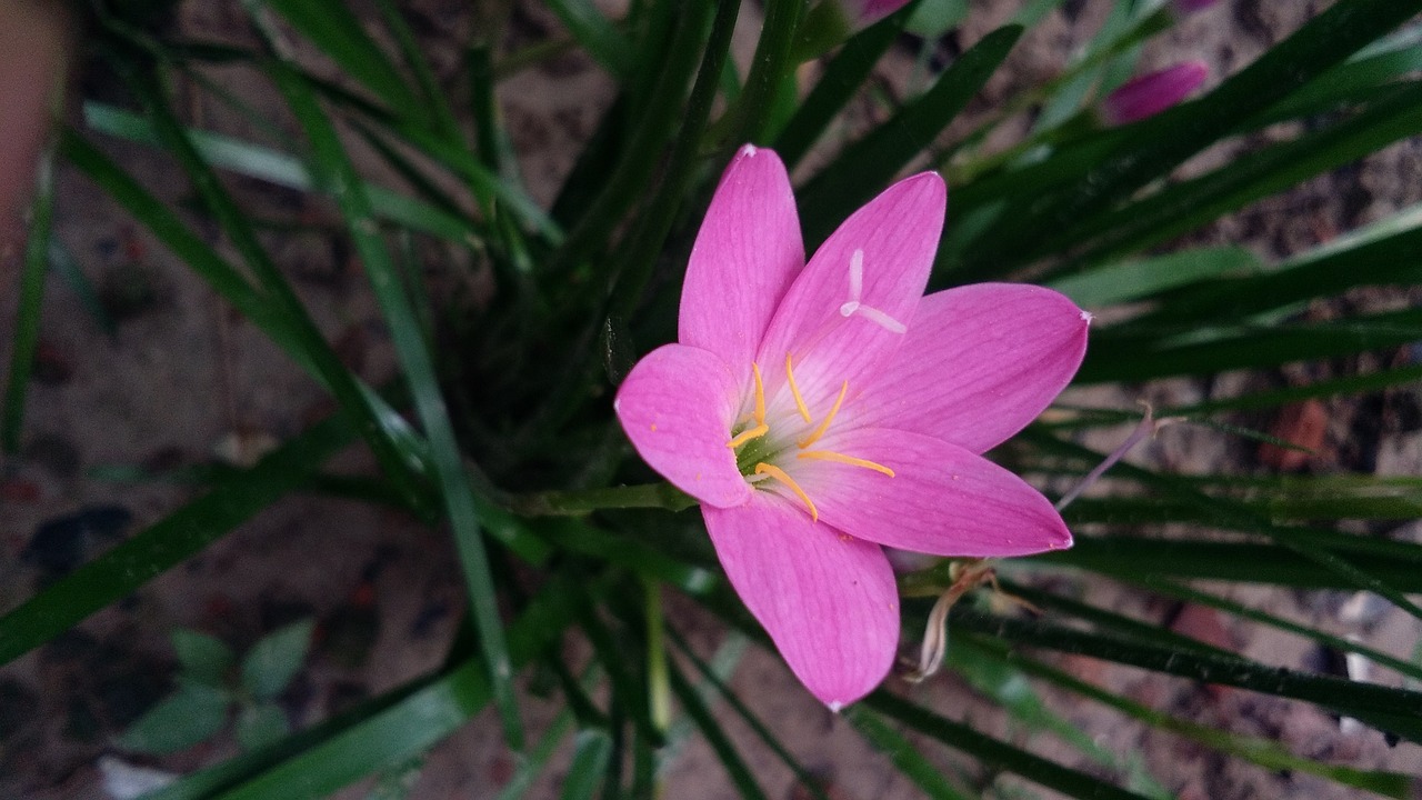 nature  flora  flower free photo