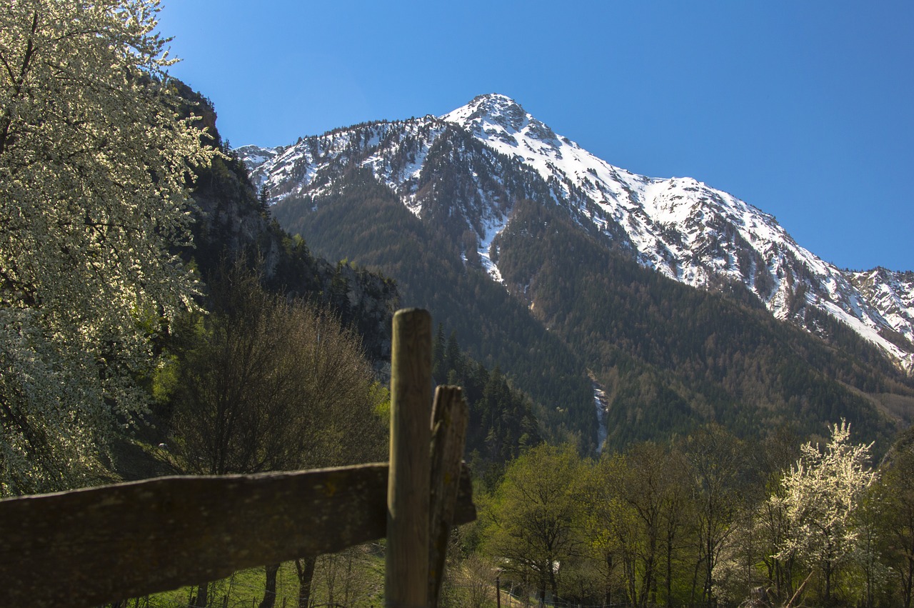 nature  mountain  tree free photo