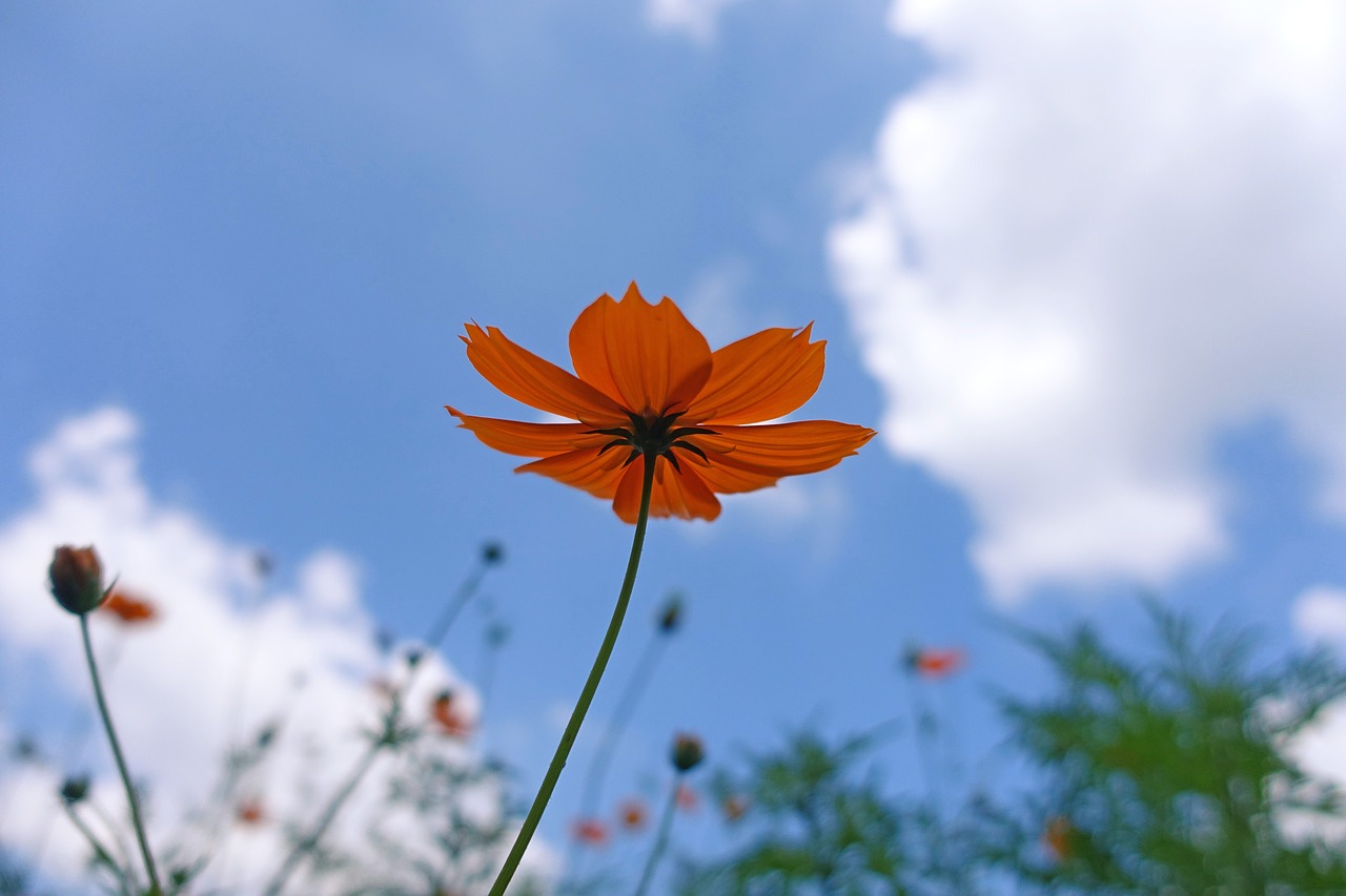 nature  plants  flowers free photo