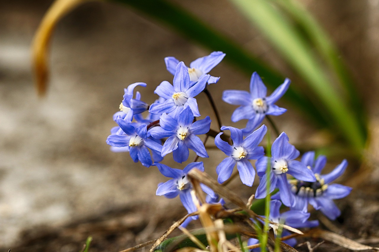 nature  flora  flower free photo