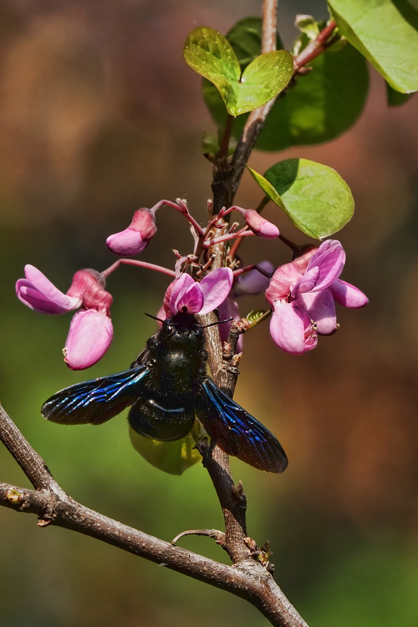 nature  flower  tree free photo