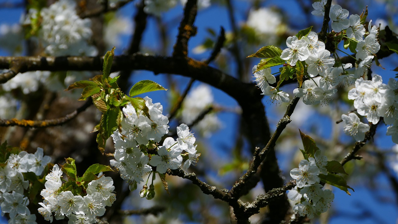 nature  tree  apple free photo