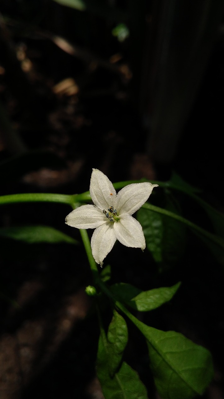 nature  flower  leaf free photo