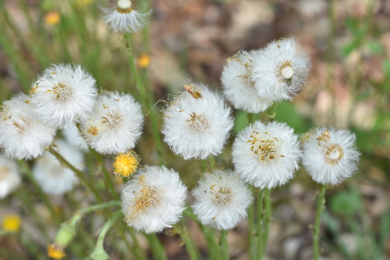 nature  flower  plant free photo