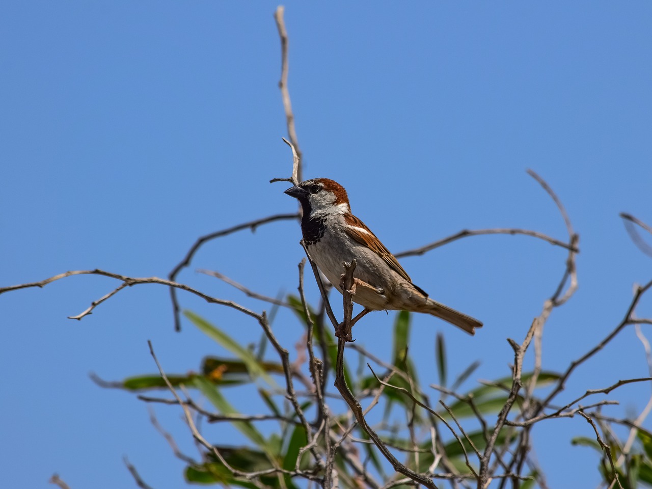 nature  bird  wildlife free photo