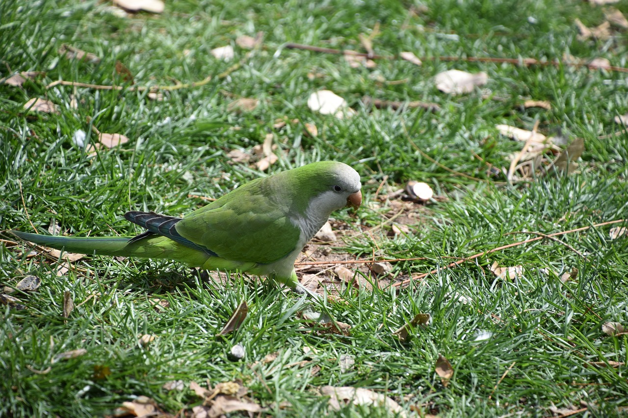 nature  bird  outdoor free photo