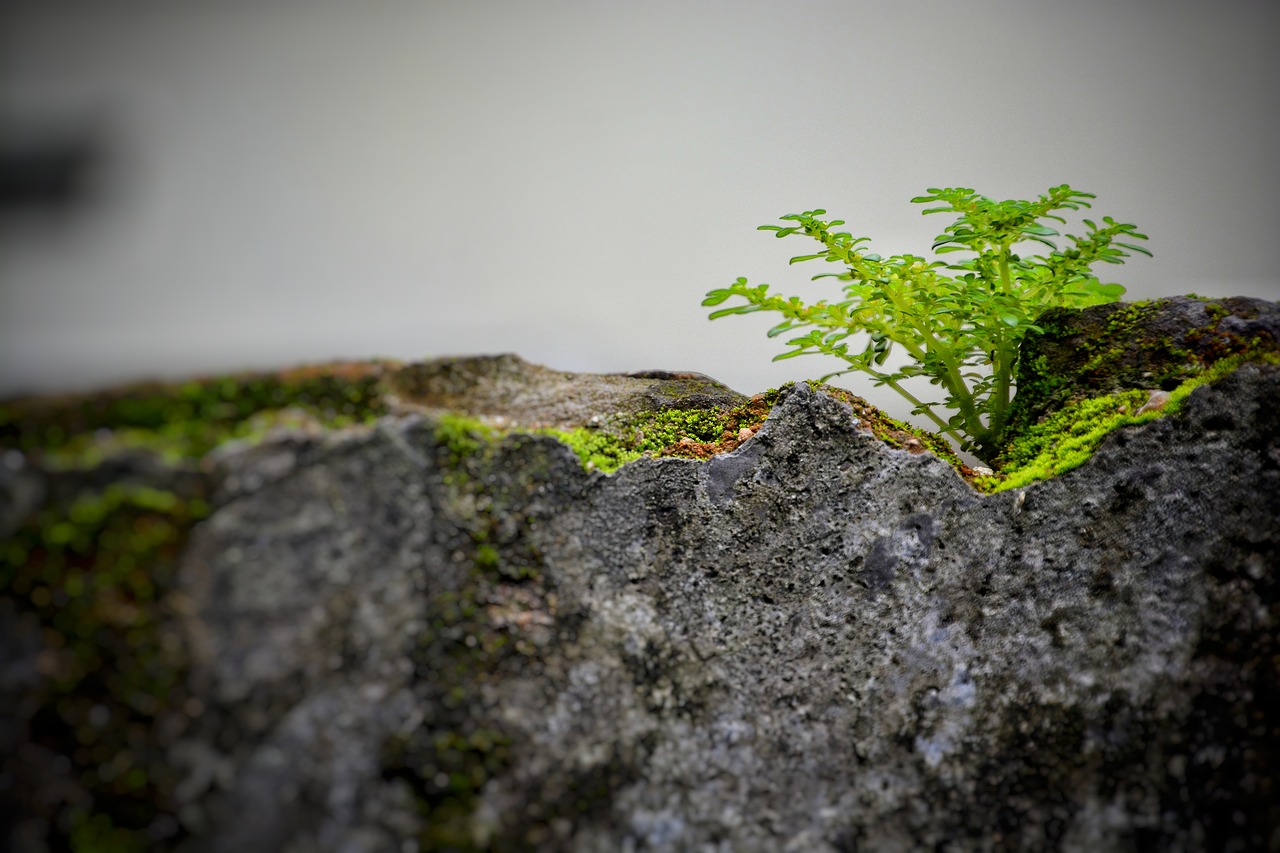 nature  rock  outdoor free photo