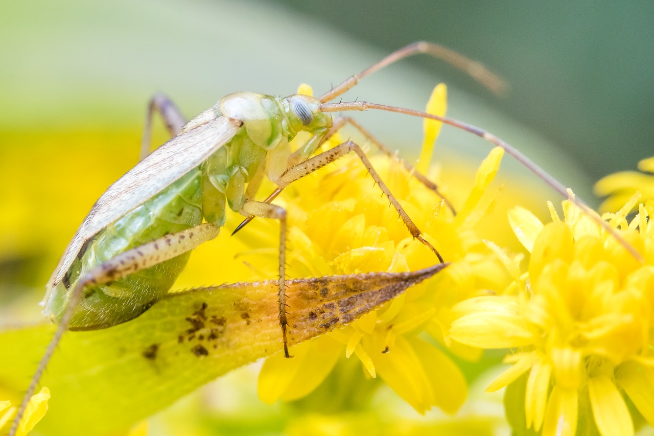 nature  insect  plant free photo