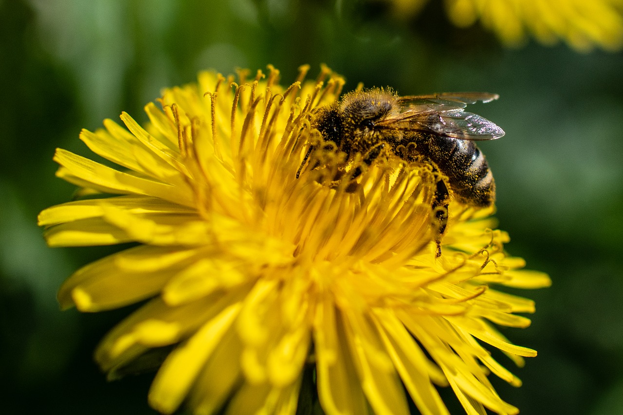 nature  bee  flower free photo