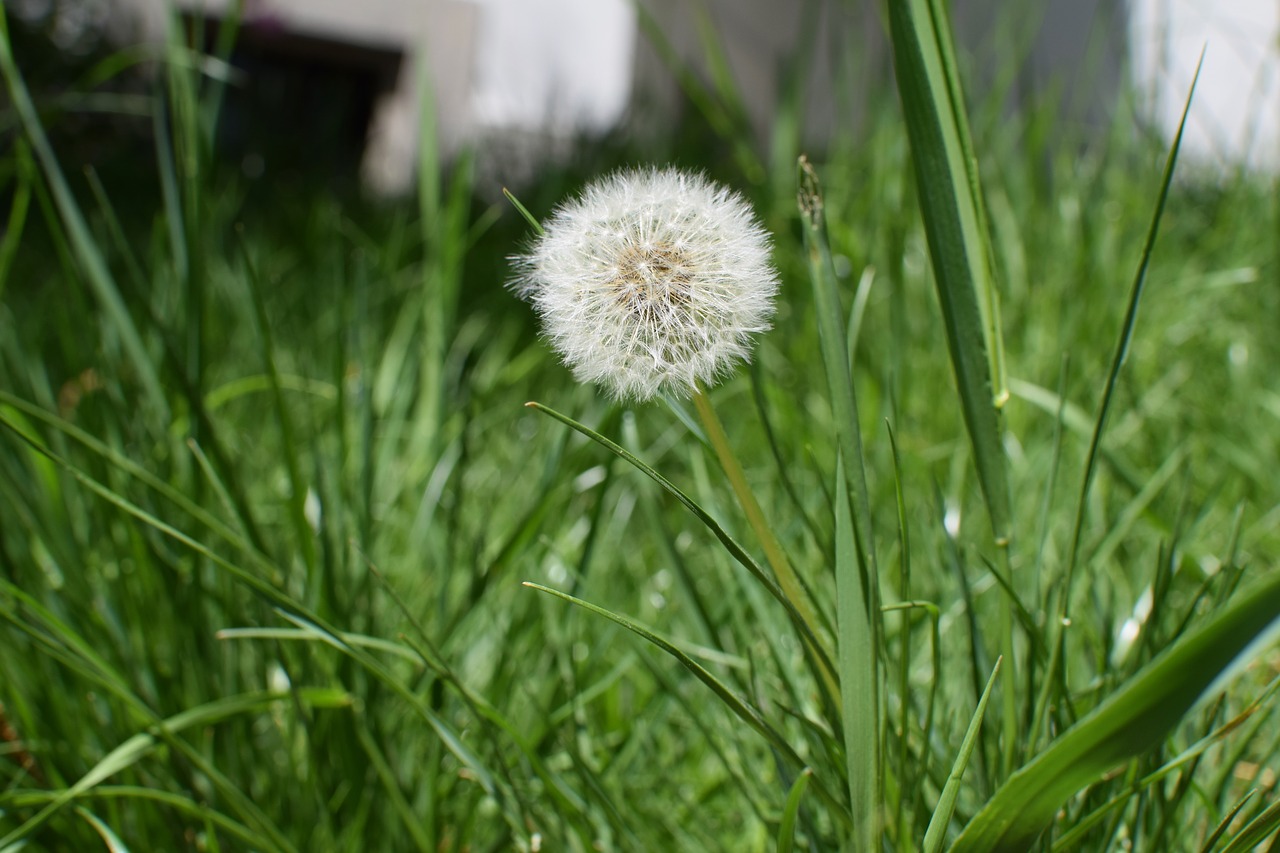 nature  lawn  plant free photo