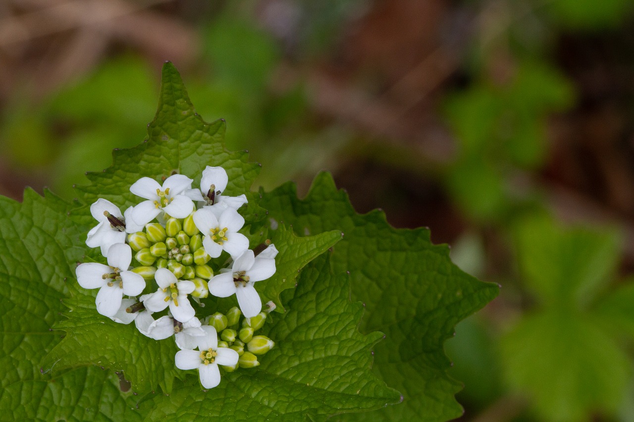 nature  leaf  flora free photo