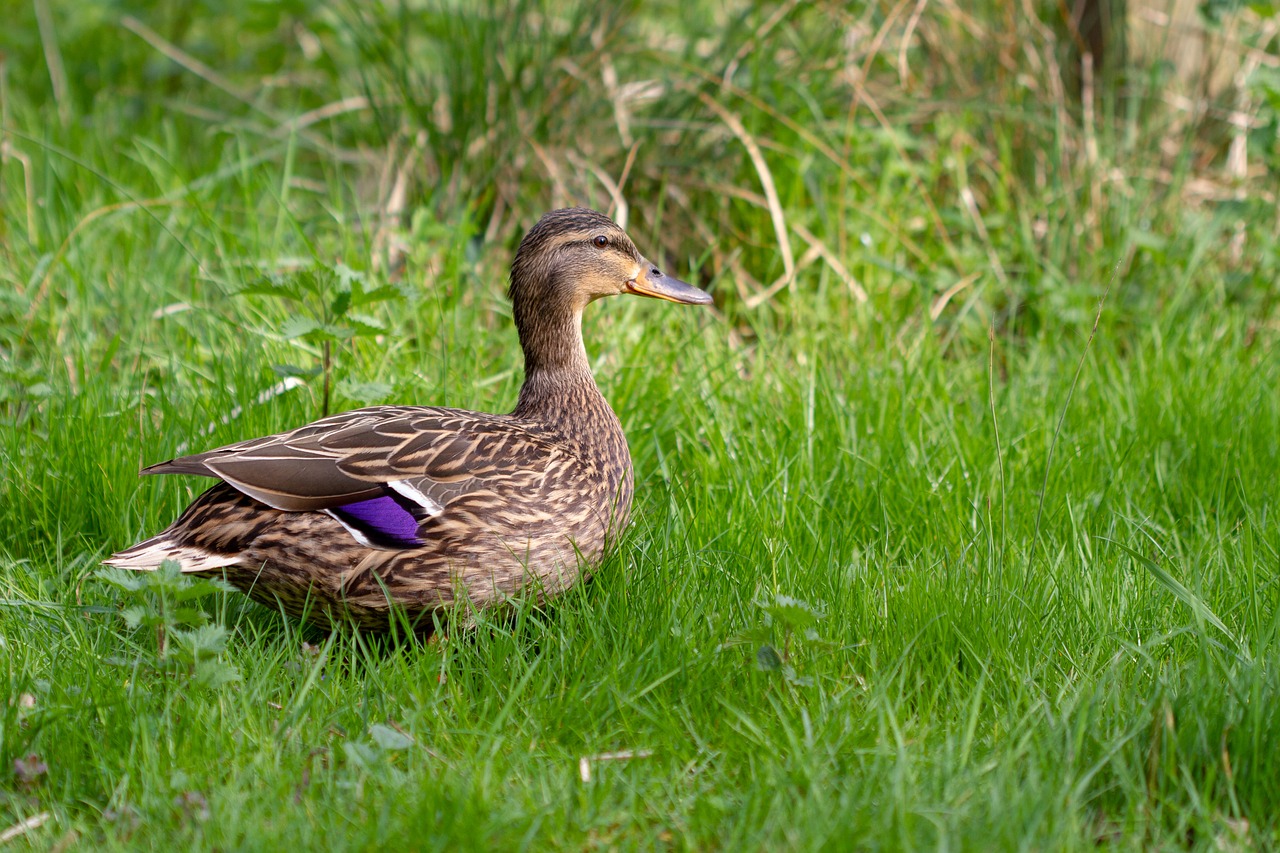 nature  bird  grass free photo