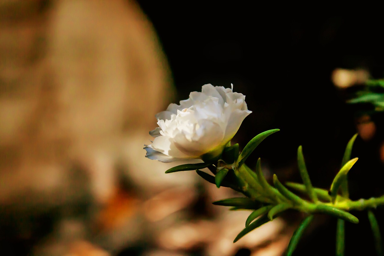 nature  flower  plant free photo