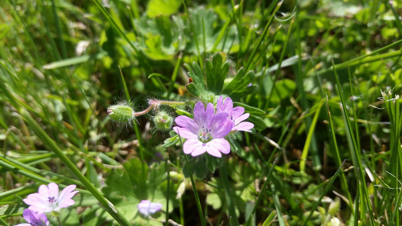 nature  flower  flora free photo