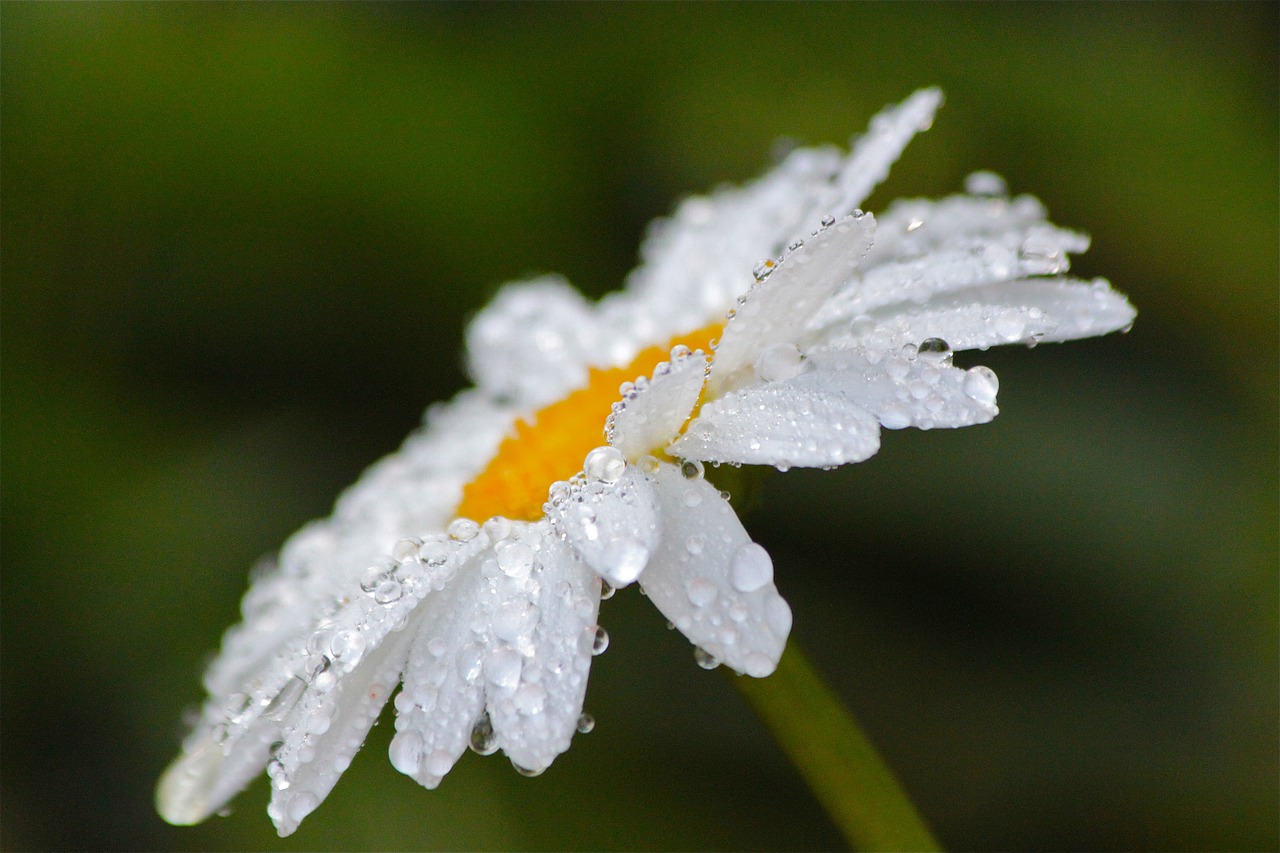 nature  flower  flora free photo