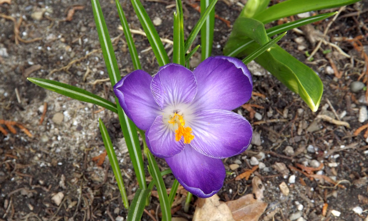 nature  plant  flower free photo