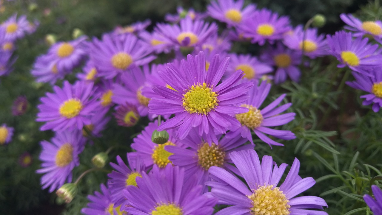 nature  flower  summer free photo