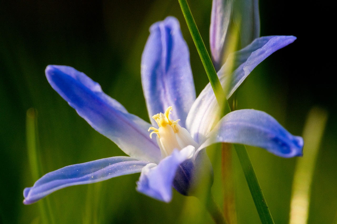 nature  flower  plant free photo