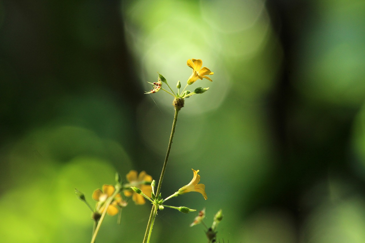 nature  leaf  outdoors free photo