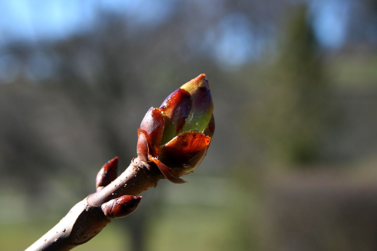 nature  outdoors  sheet free photo