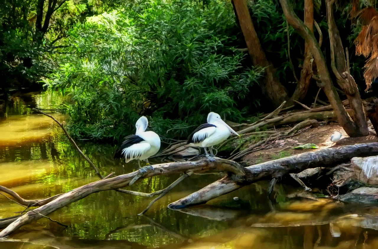 nature  water  pool free photo