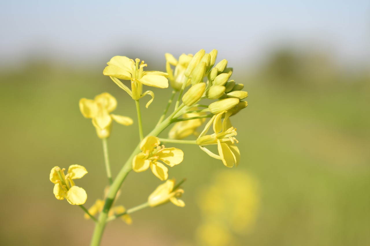 nature  flower  flora free photo