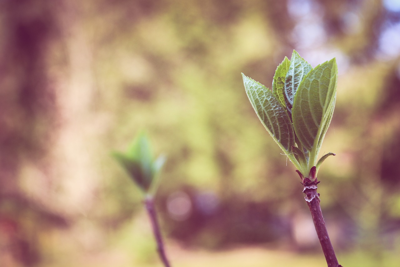 nature  leaf  flower free photo