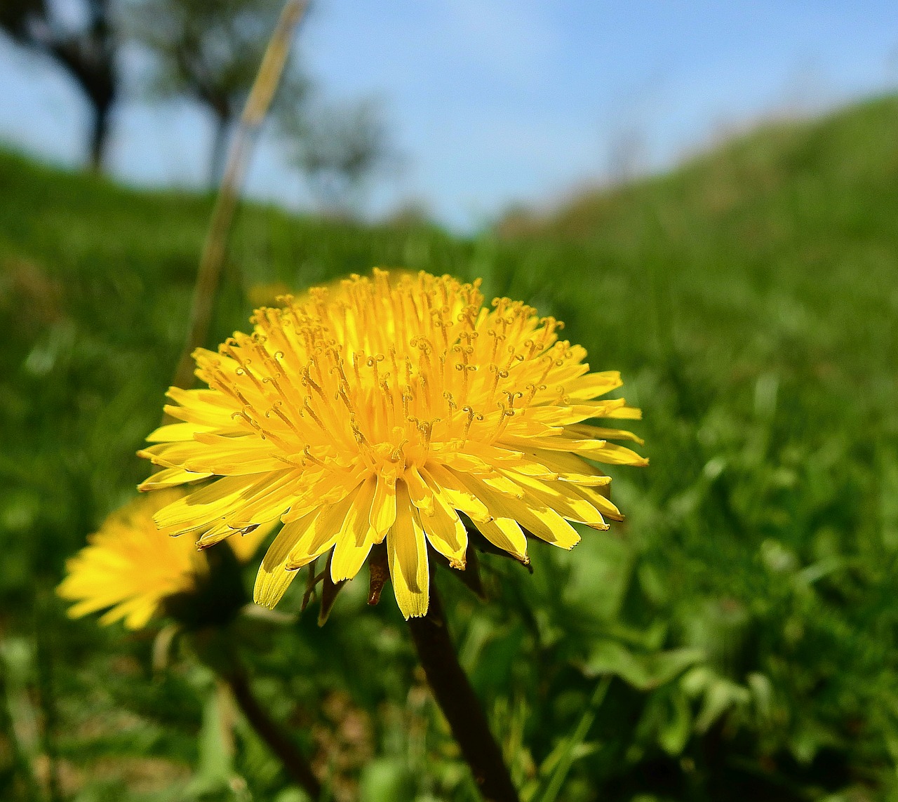 nature  flower  meadow free photo