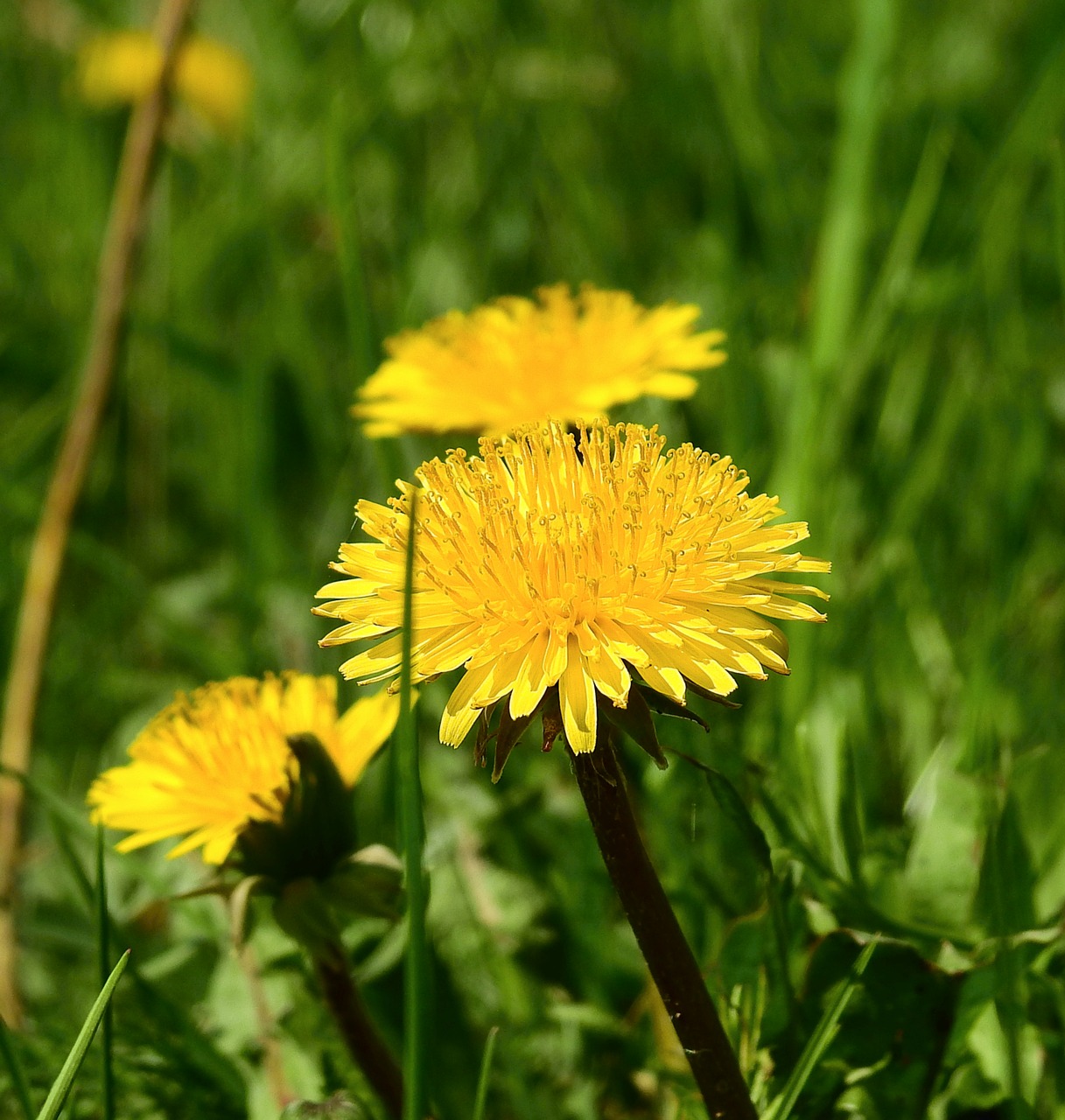 nature  flower  plant free photo