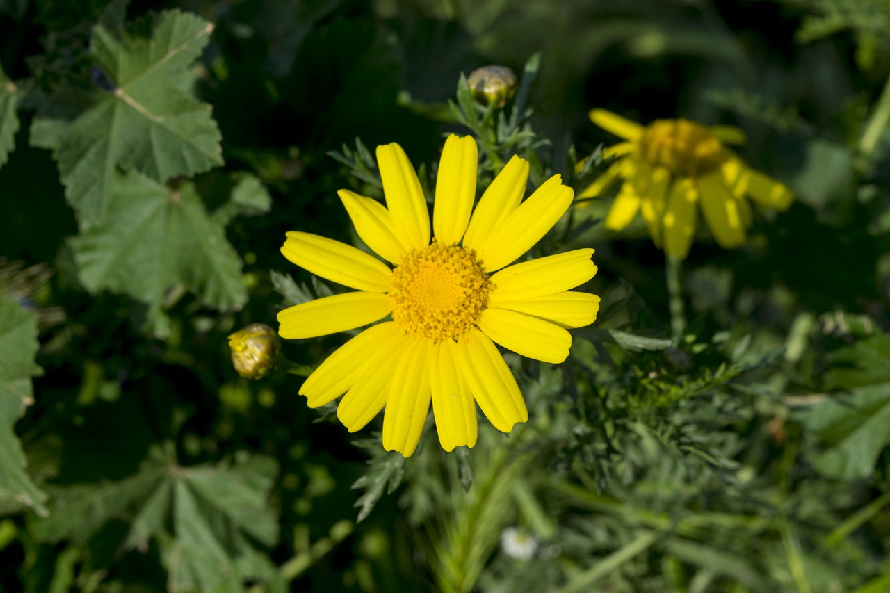 nature  flower  plant free photo