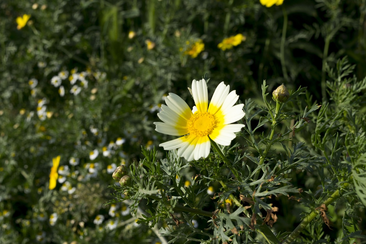 nature  flower  plant free photo